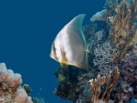 Batfish